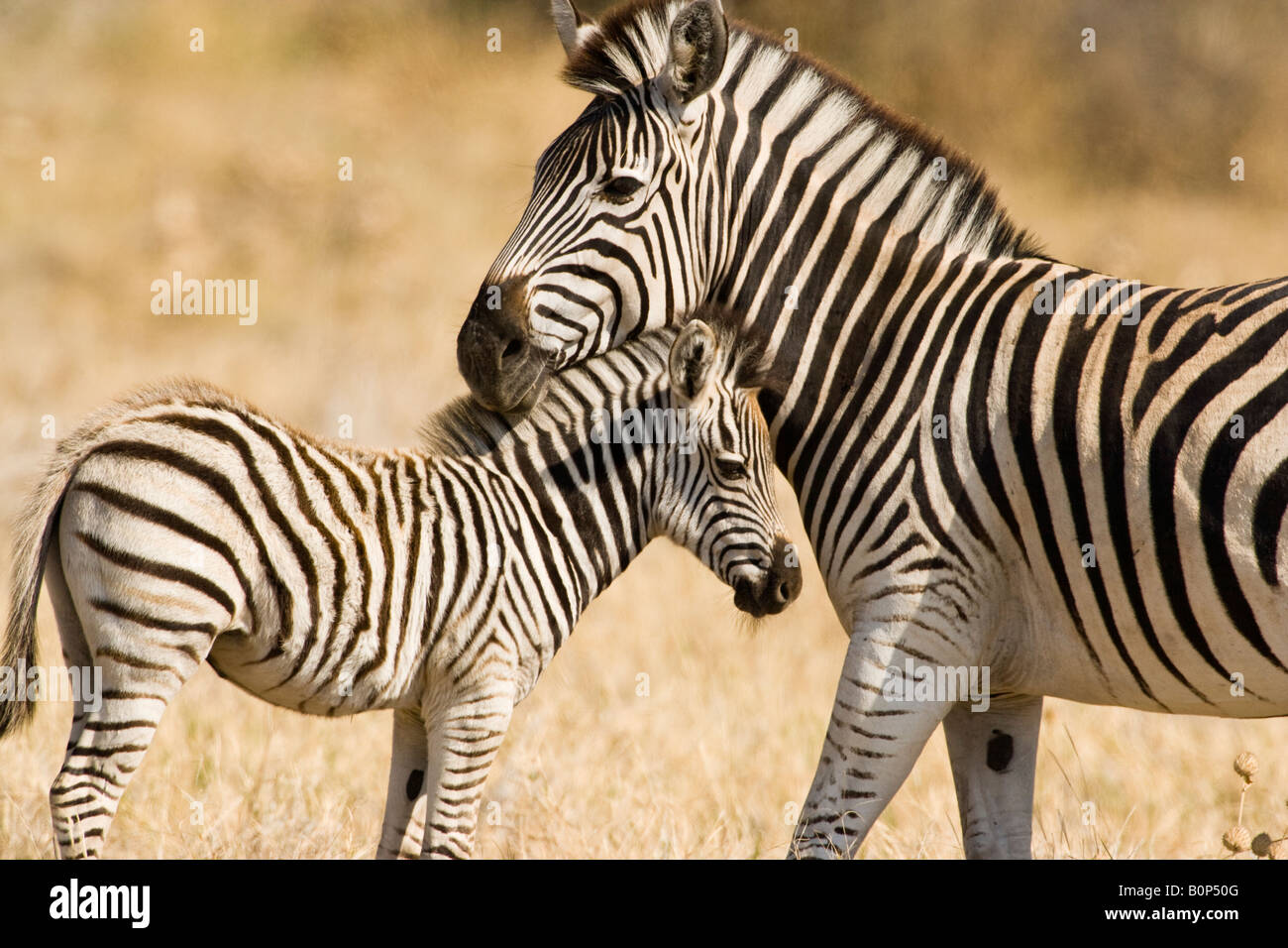 Madre protectora & Baby Cebra Sabana Savuti stand en Botswana, jefes juntos en afectuosa plantean en caliente suave luz de la tarde Foto de stock