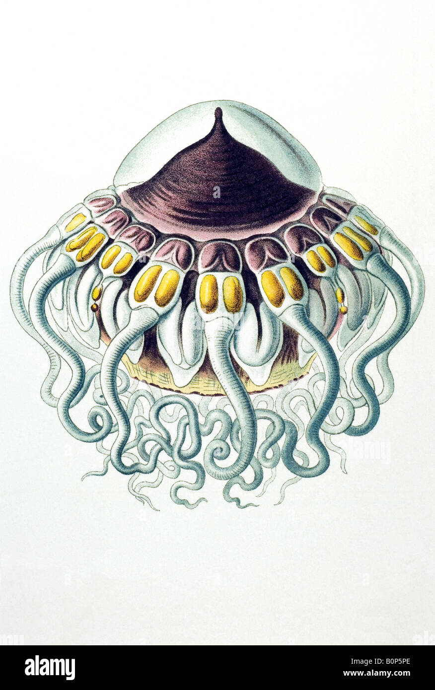 Nombre Coronatae Peromedusae, Periphylla Peronii, Haeckel, art nouveau de Europa en el siglo XX. Foto de stock
