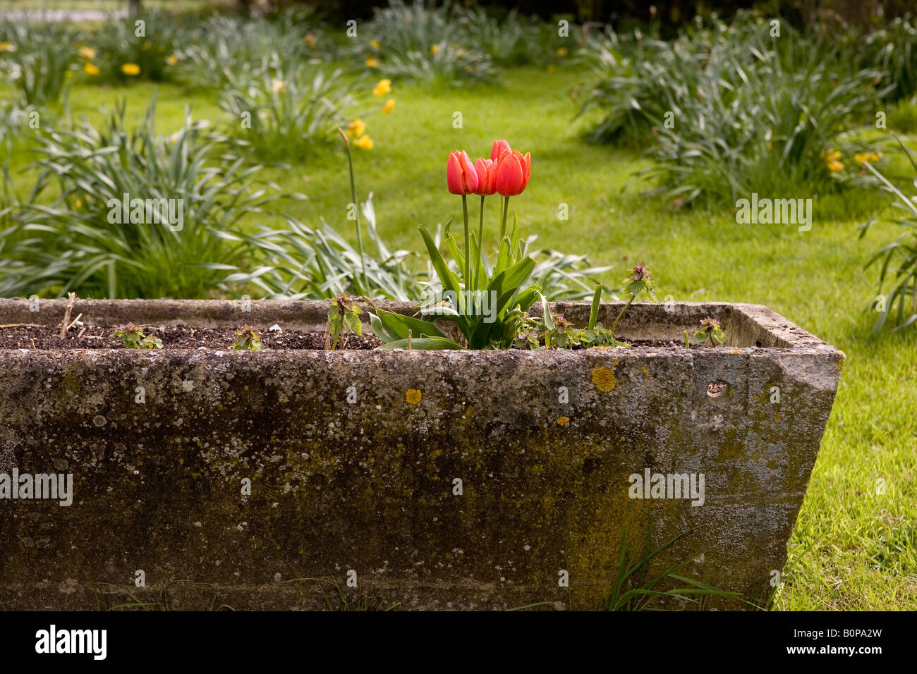 Tulip rojo plantado en un comedero de agua en flor Foto de stock