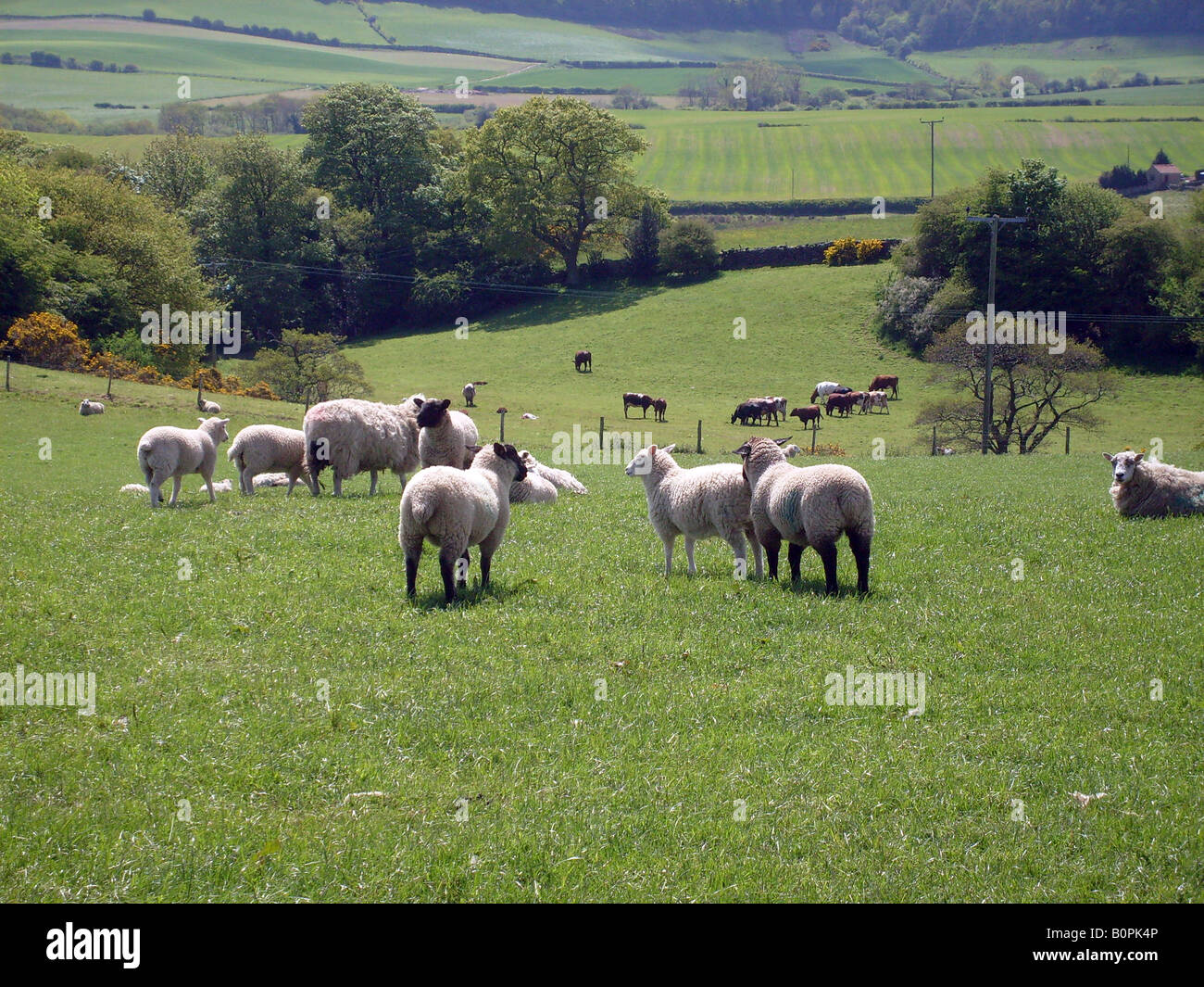 Ovejas pastando en un campo en el tiempo de primavera en el North Yorkshire Moors, Inglaterra Foto de stock