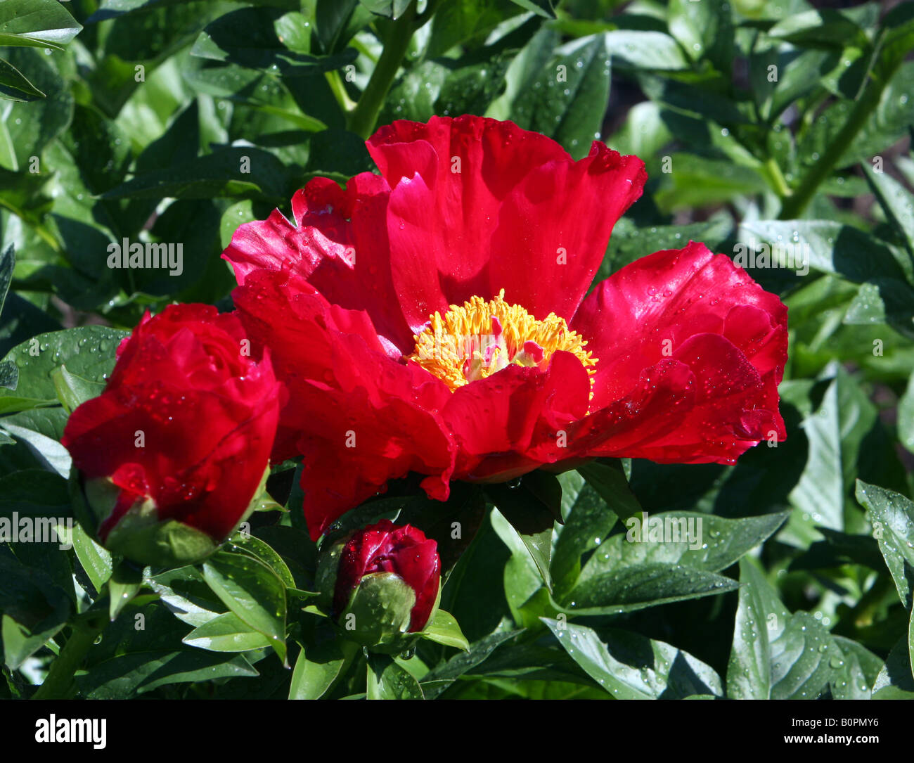 Una muy roja peonía paeonia Blaze flower shot closeup. Foto de stock
