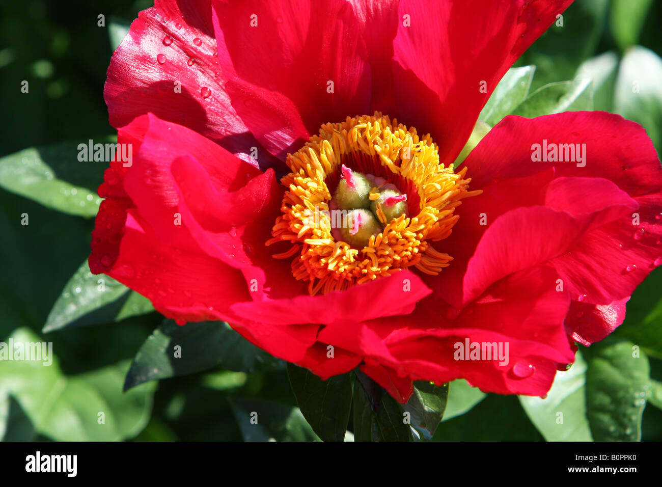 Una muy roja peonía paeonia Blaze flower shot closeup. Foto de stock