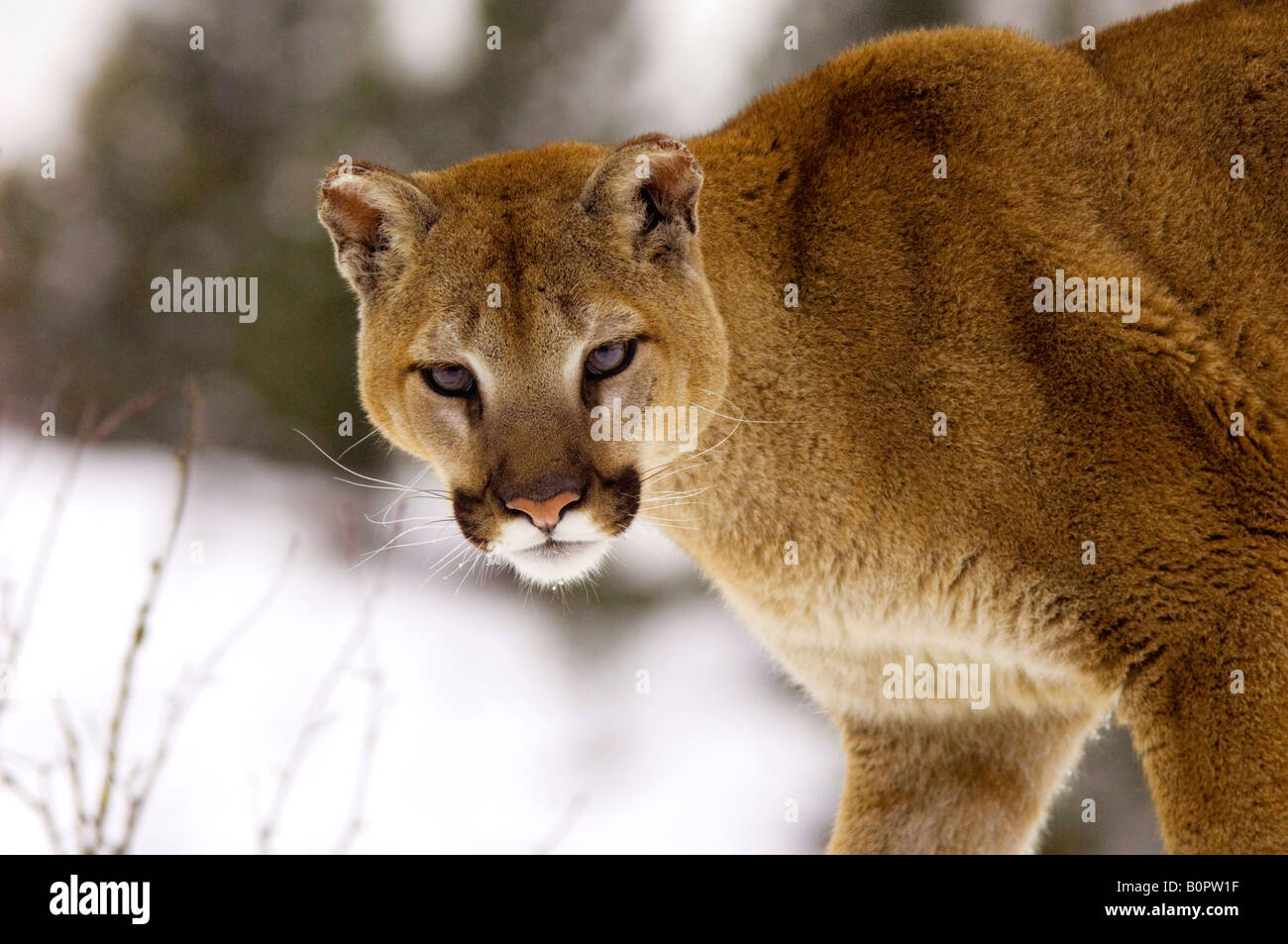 Los pumas fotografías e imágenes de alta resolución - Alamy