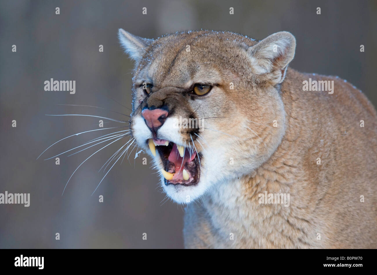 Leones de montaña aullando fotografías e imágenes de alta resolución - Alamy