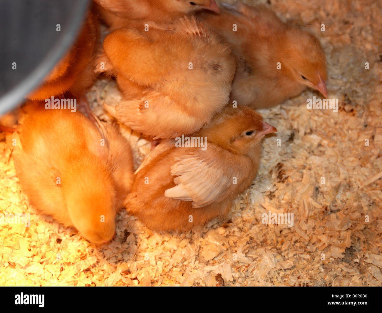 Buff Orpington pollitos recién nacidos bajo la lámpara de calor Fotografía  de stock - Alamy