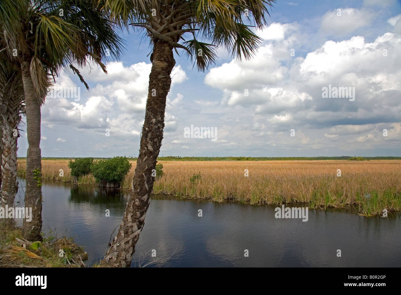 Pantanos en el Parque Nacional Everglades de Florida Foto de stock