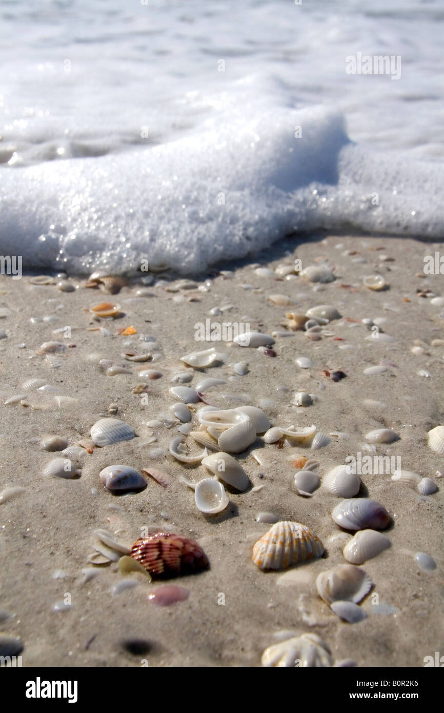 Conchas en la playa en Sanibel Island, en la costa del golfo de Florida Foto de stock