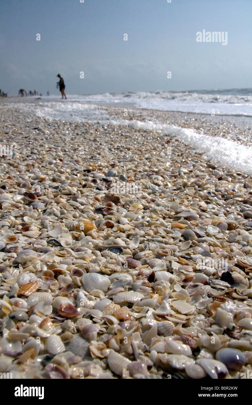 Conchas en la playa en Sanibel Island, en la costa del golfo de Florida Foto de stock