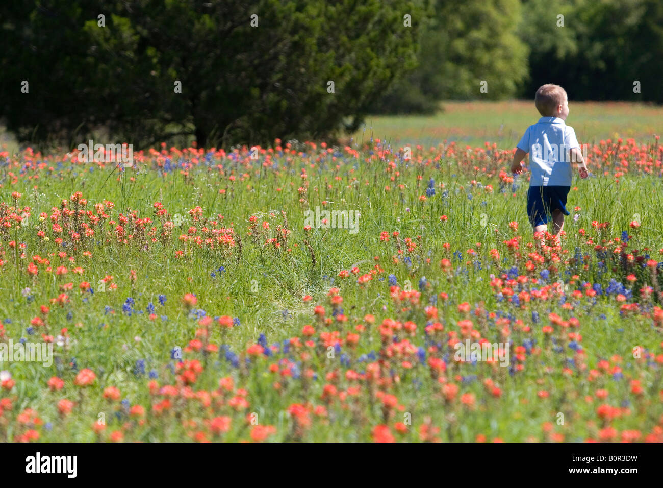 Chico corriendo por el campo de Indian Paintbrush Bluebonnet y flores silvestres en el Condado de Washington Texas Foto de stock