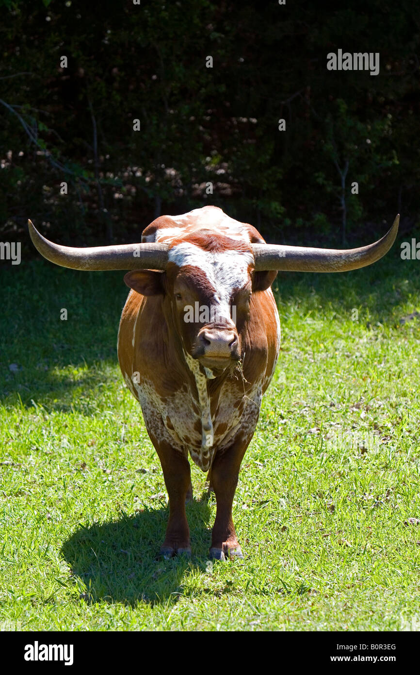 Texas Longhorn bull en el Condado de Washington Texas Foto de stock