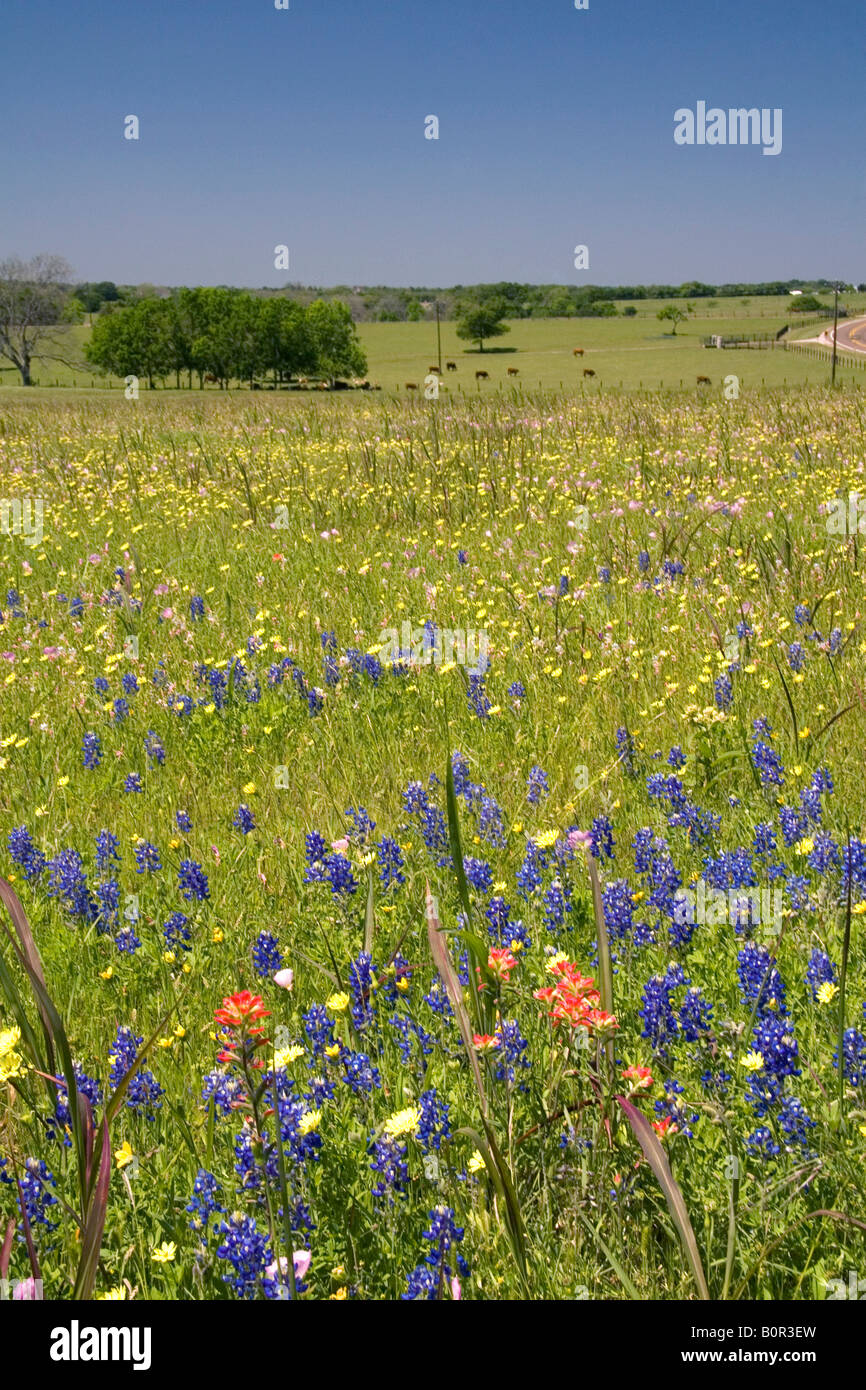 Campo de flores silvestres en el Condado de Washington Texas Foto de stock