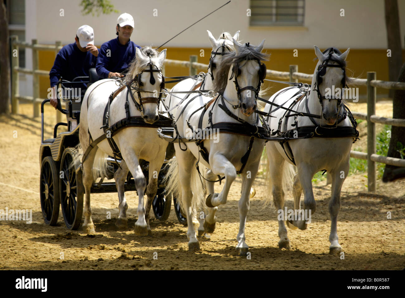 Carros de caballos en la Yeguada de la Cartuja stud, hierro del bocado,  Jerez de la Frontera, Andalucía, España Fotografía de stock - Alamy