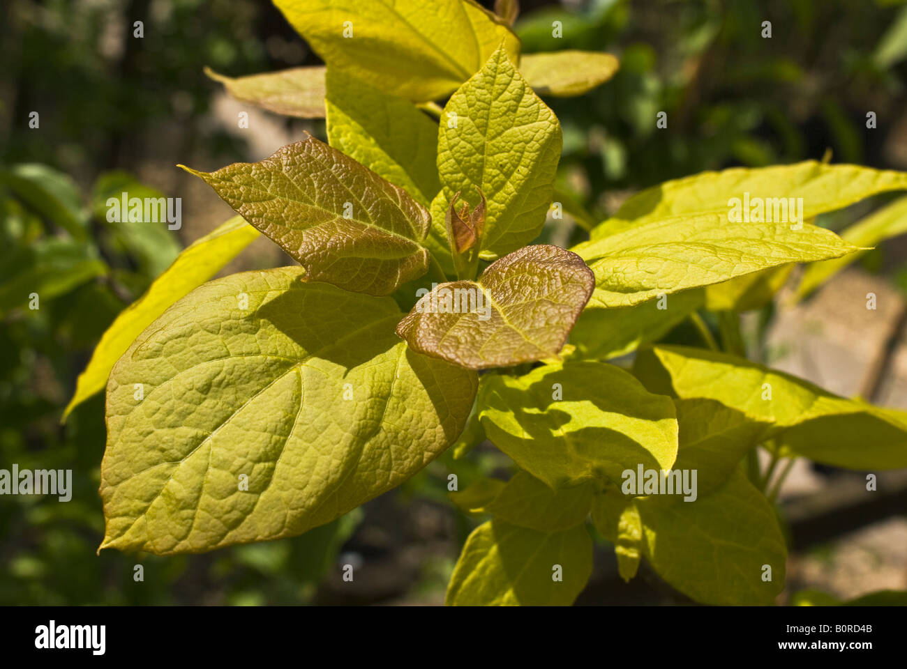 El follaje de primavera de Catalpa bignonioides aurea o Bean Indias en mayo de árbol Foto de stock