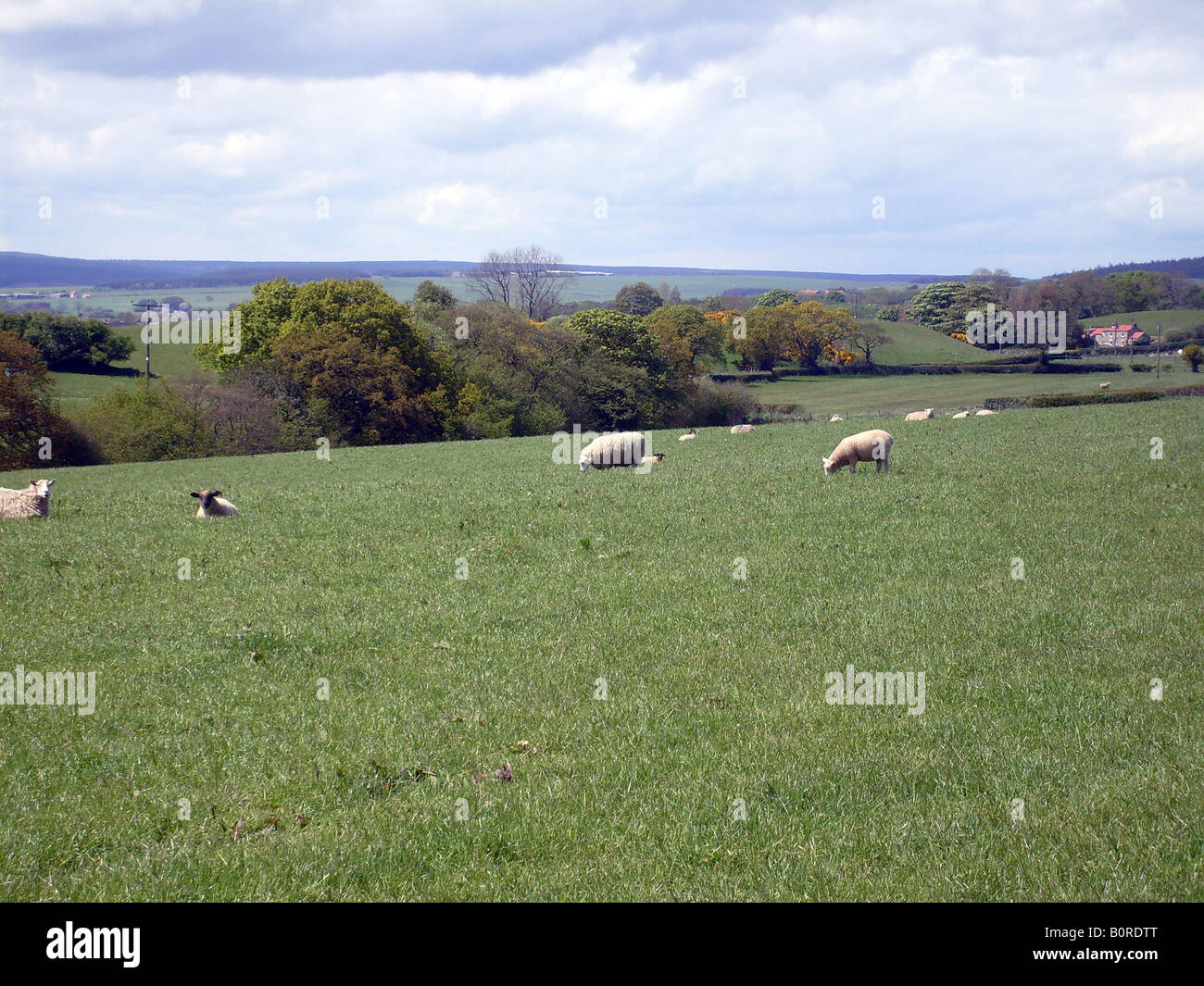 Ovejas pastando en coutryside de Yorkshire Dales, Inglaterra. Foto de stock