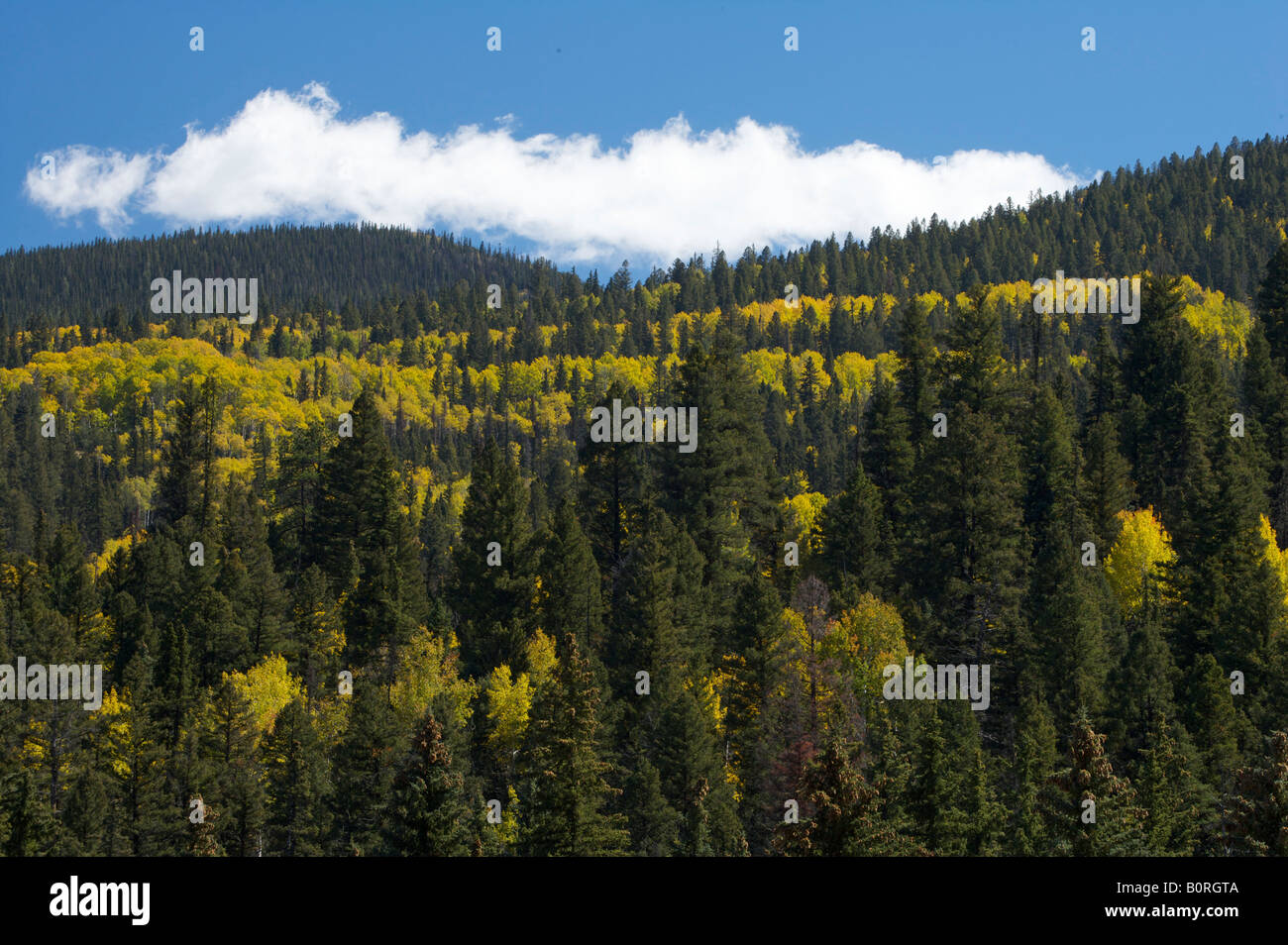 Color amarillo dorado aspen árboles y plantas perennes en la ladera de una montaña en el otoño Foto de stock