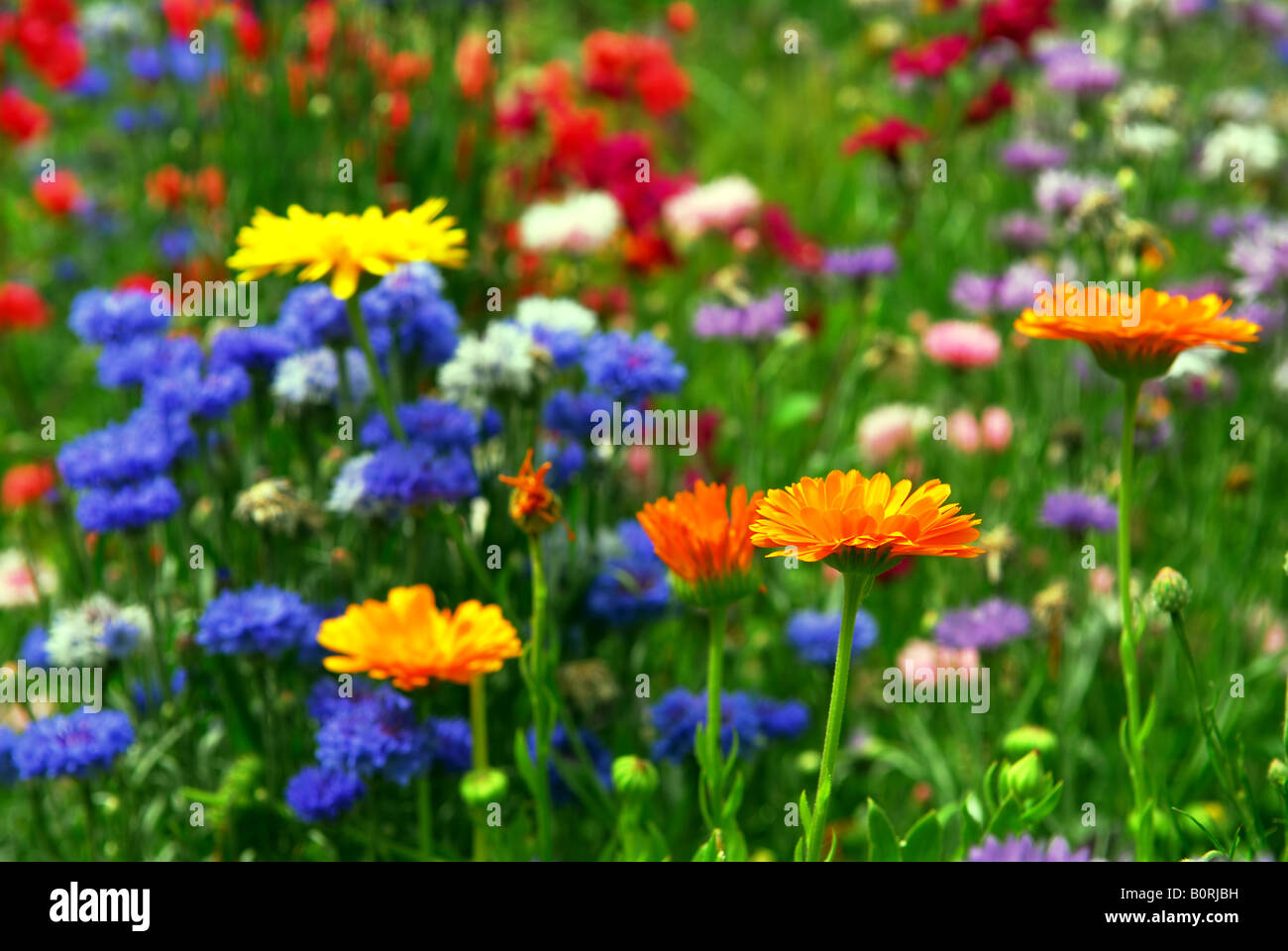 Fondo de coloridas flores que crecen mezcladas en un jardín. Foto de stock