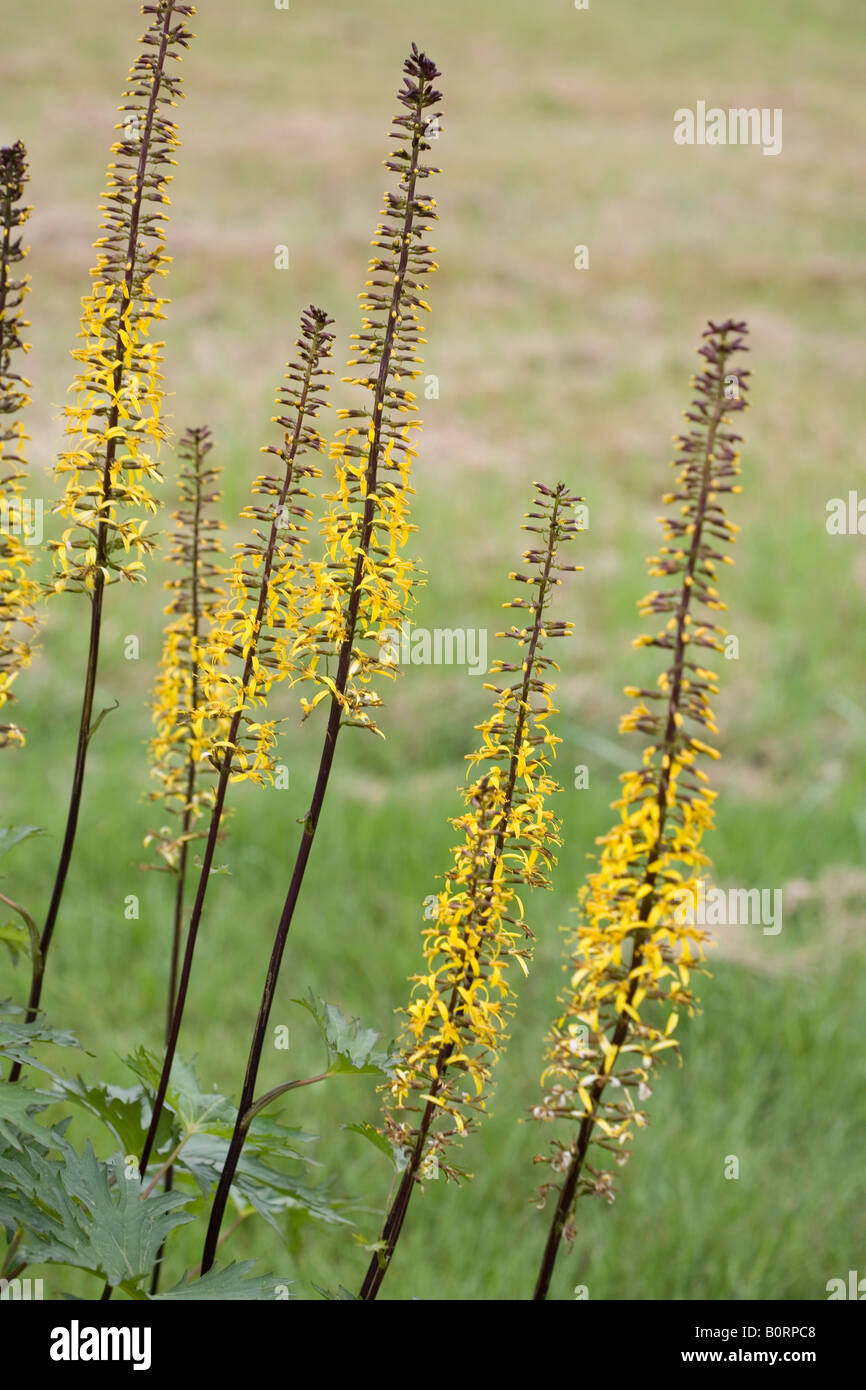 Stalky amarillo planta con flores silvestres Foto de stock