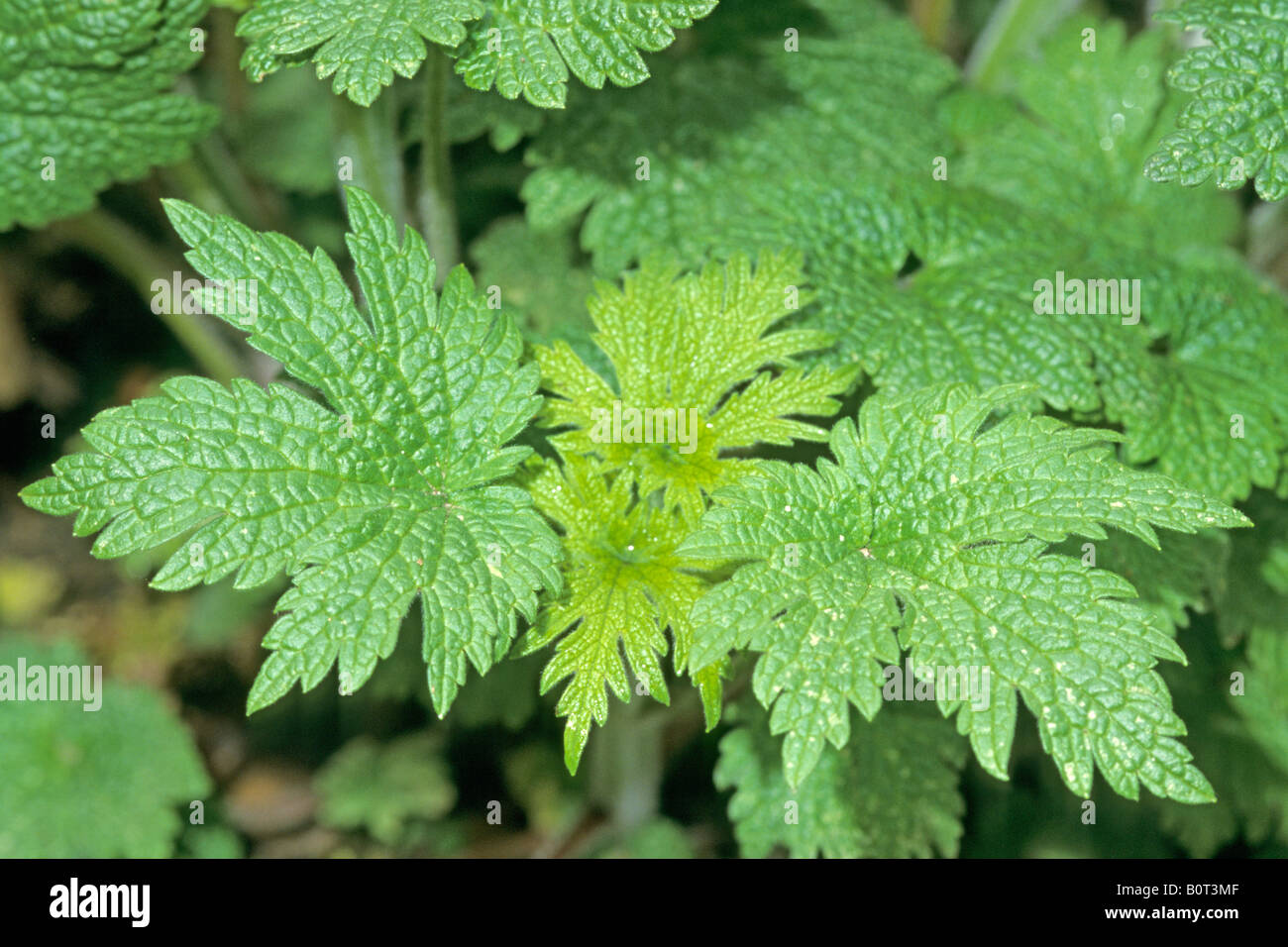 Motherwort (Leonurus cardiaca), hojas Foto de stock