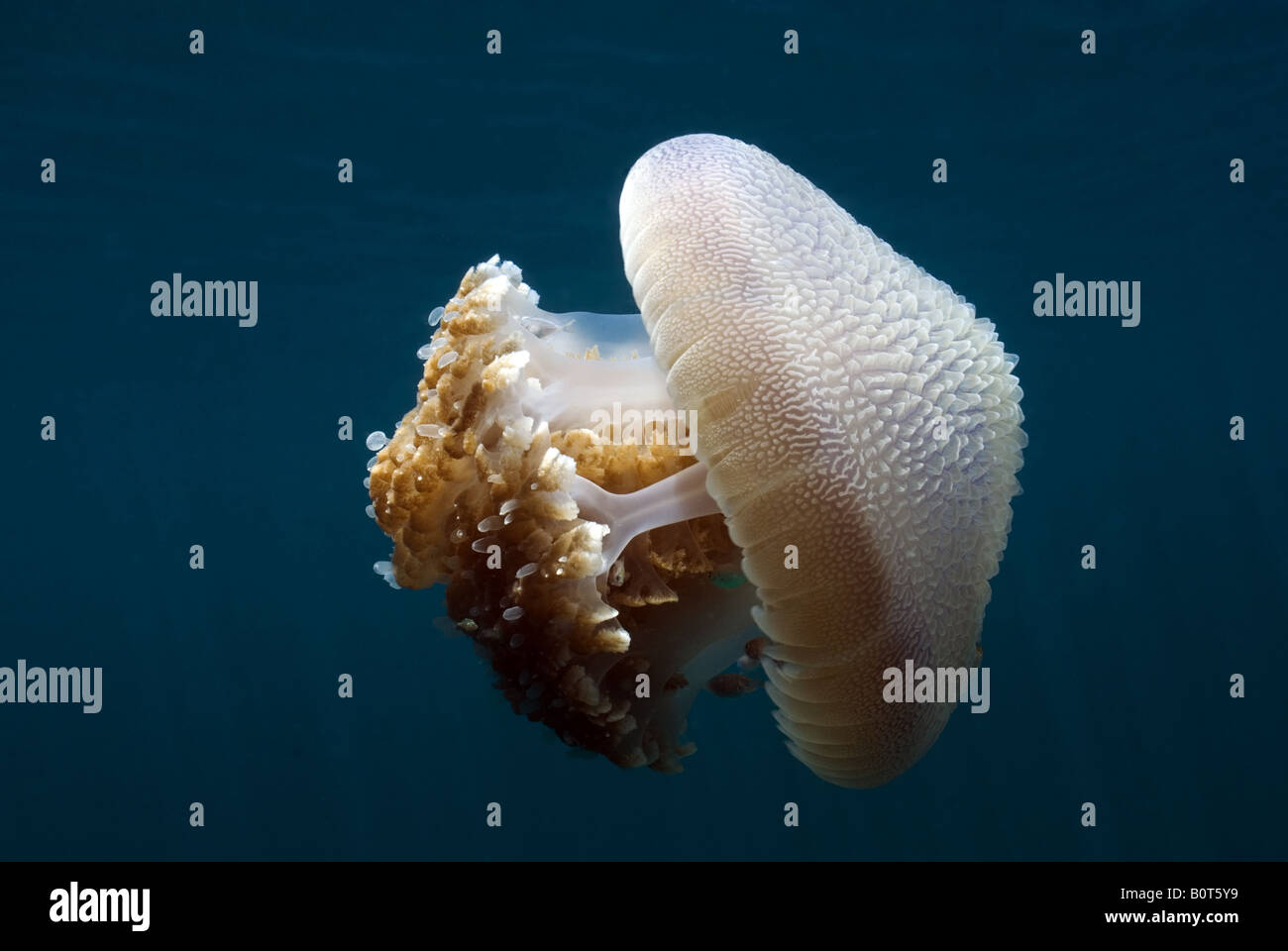 Medusas bajo el agua. Foto de stock