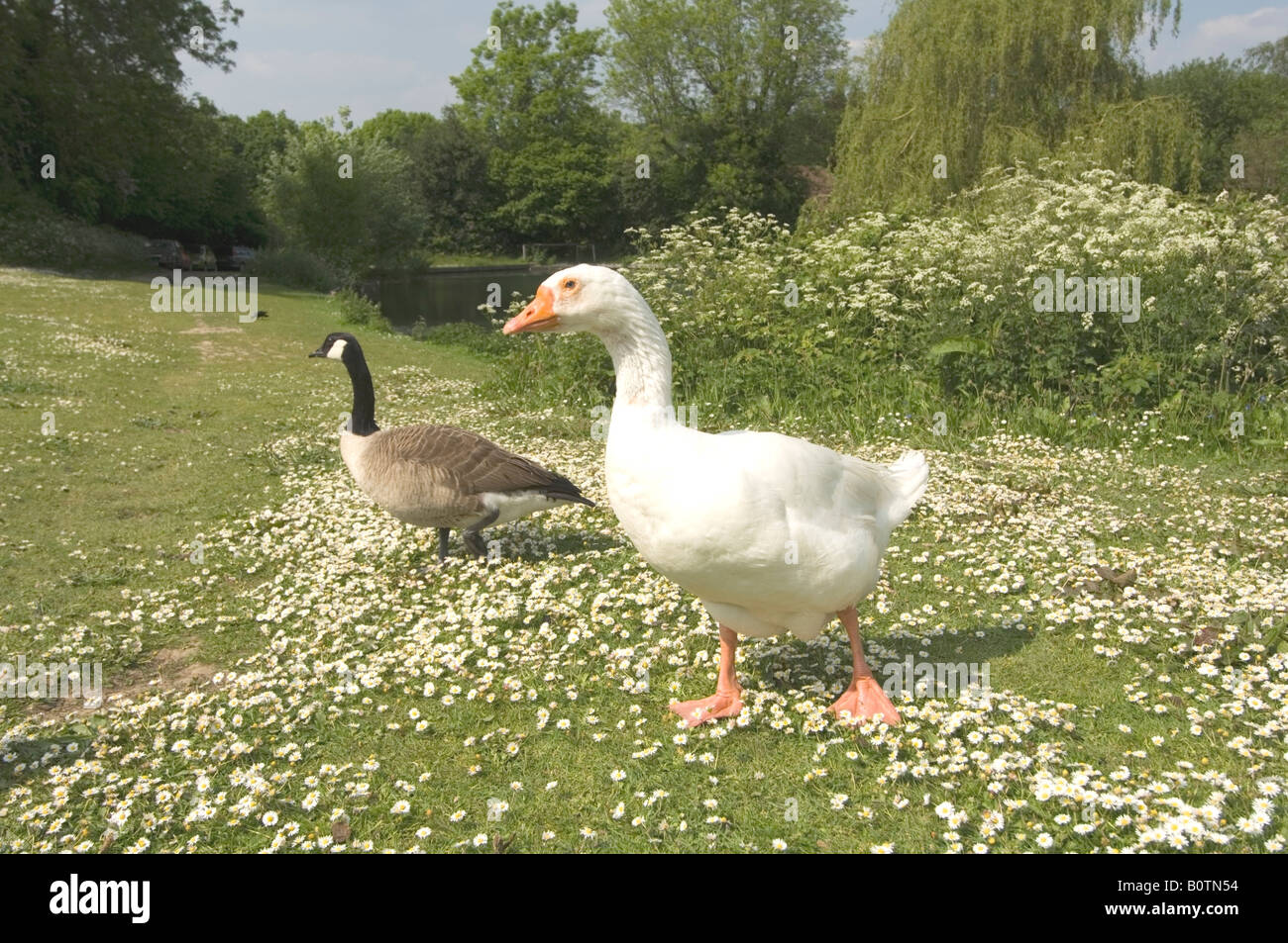 Domestic Goose y Canadá Goose Foto de stock