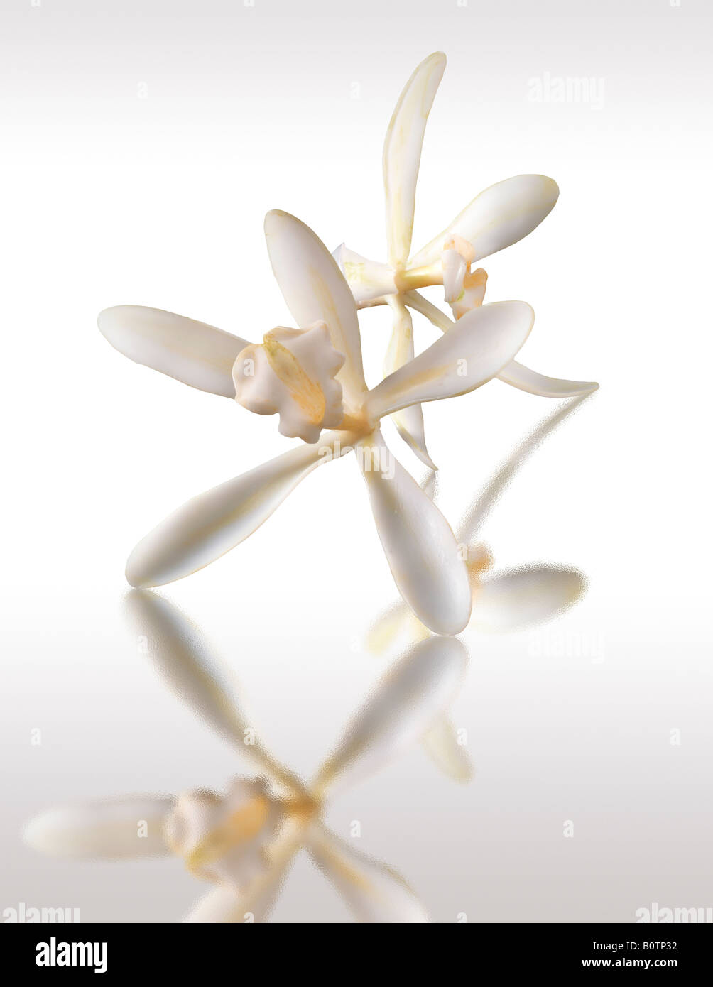 flor de vainilla blanca, planifolia de vainilla, de cerca aislada sobre fondo blanco, contra blanco Foto de stock