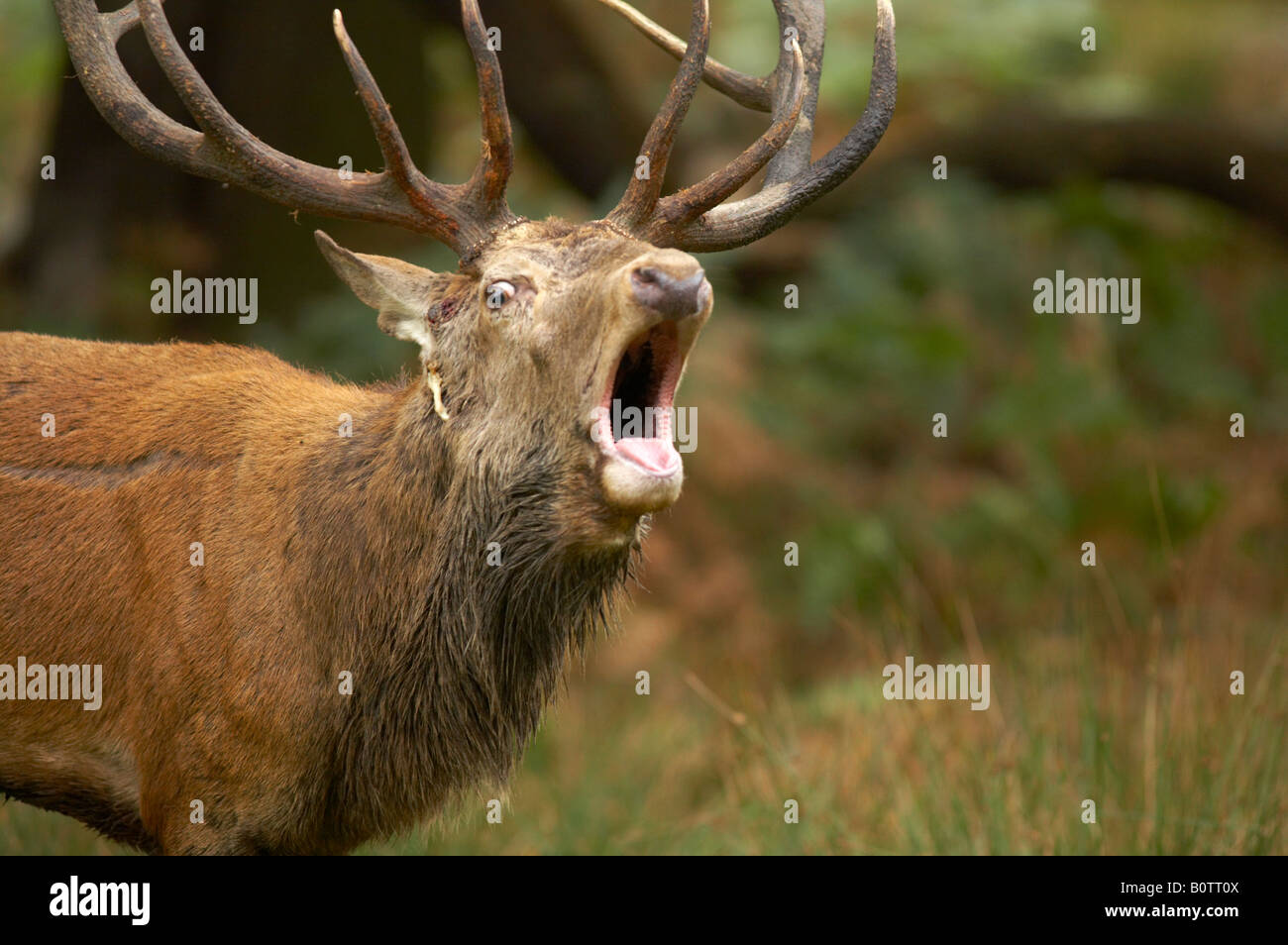 Red Deer, Cervus elaphus, rugiendo en Richmond Park, Londres Foto de stock