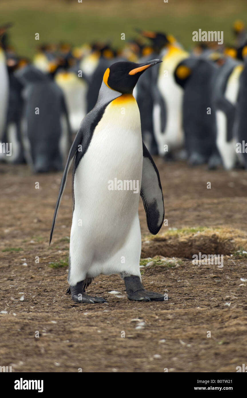 Con la colonia de pingüinos rey. Punto de voluntariado, Islas Malvinas. Foto de stock