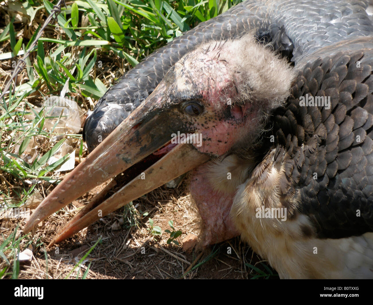 Morir Marabou Stork, Uganda Foto de stock
