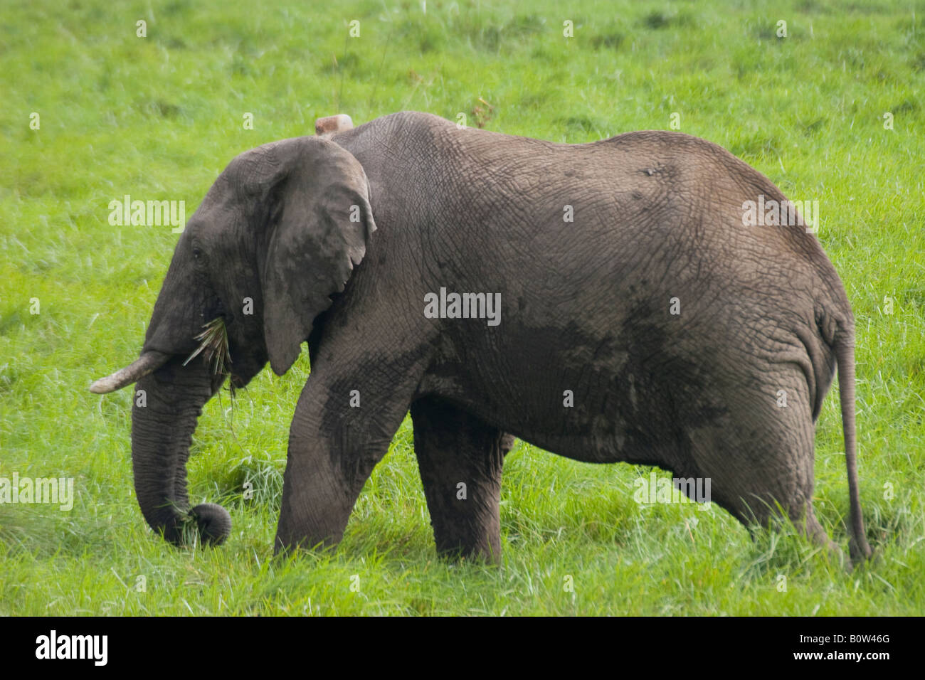 Elefante africano (los elephantidae) Foto de stock