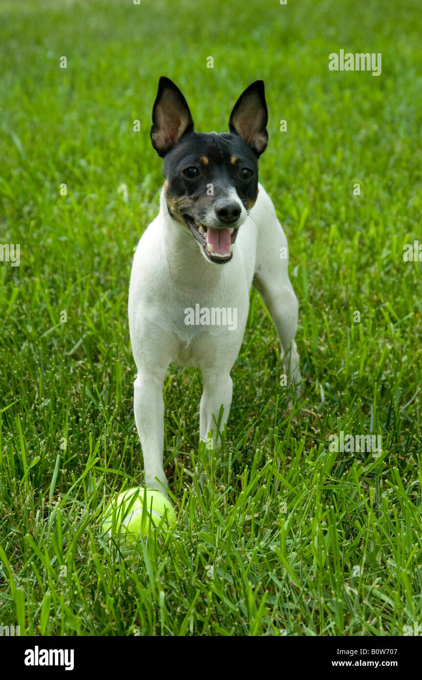 Pequeño perro blanco y negro (toy Fox Terrier) posando en el césped, jadeando ligeramente, pelota de tenis a sus pies. Foto de stock