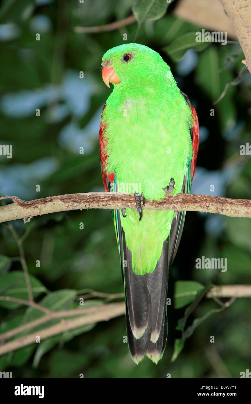 Alas Rojas Parrot (Aprosmictus erythropterus), macho Foto de stock