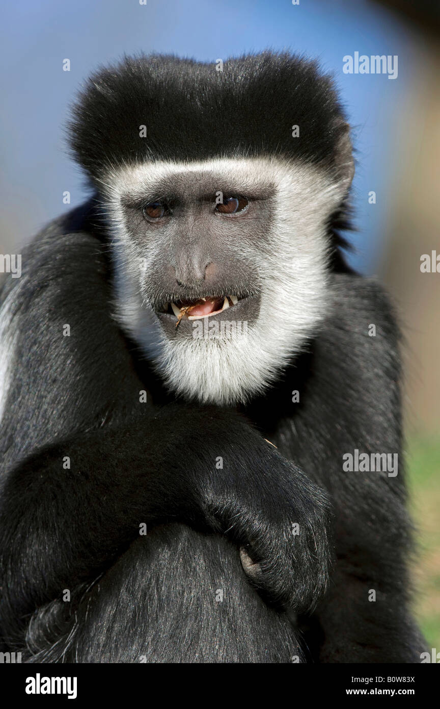 Repisa Guereza Oriental o en blanco y negro (monos Colobus guereza Colobus) Foto de stock