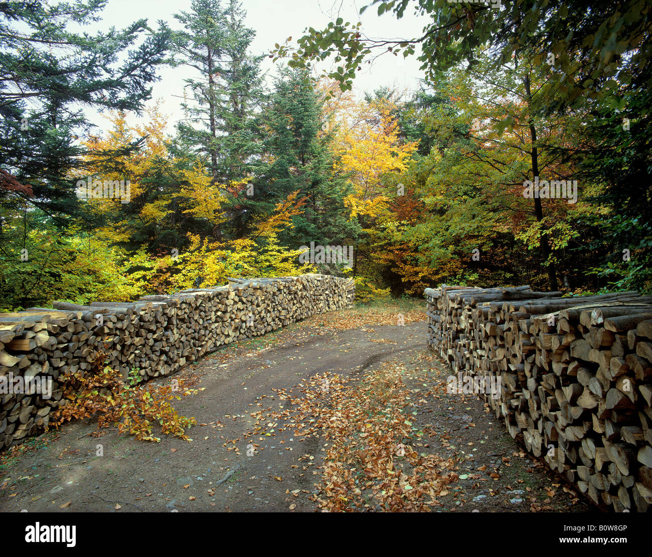 Leña apilada a lo largo de un camino forestal, leña, otoño Foto de stock