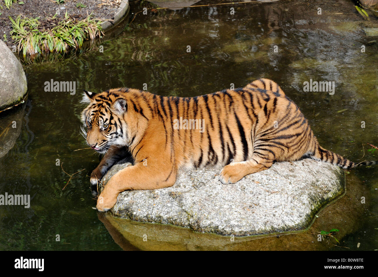 Tigre de Sumatra (Panthera tigris sumatrae), Tierpark, zoológico, Baden-Wurtemberg, Alemania, Europa Foto de stock