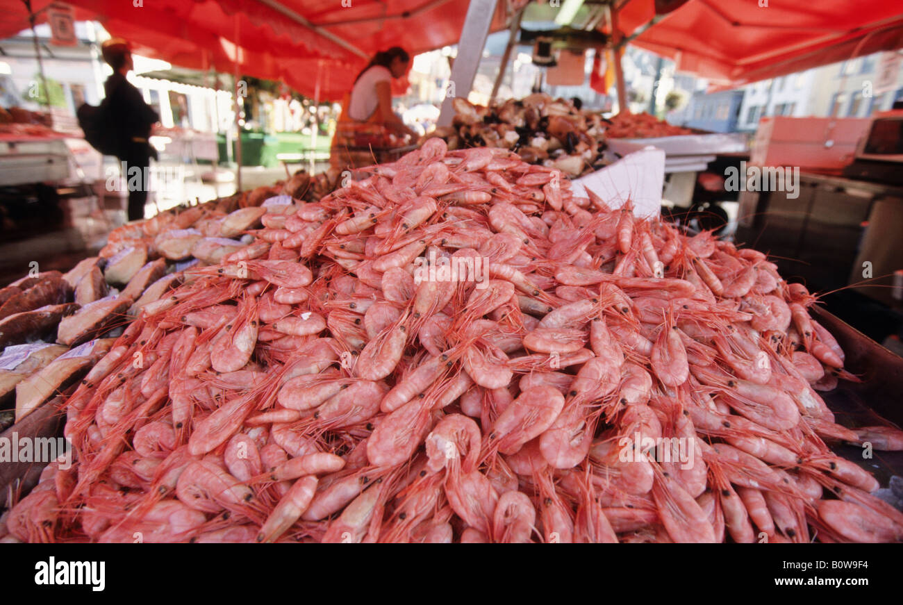 Montón de langostinos en el mercado de pescado de Bergen, Noruega, Escandinavia, Europa Foto de stock