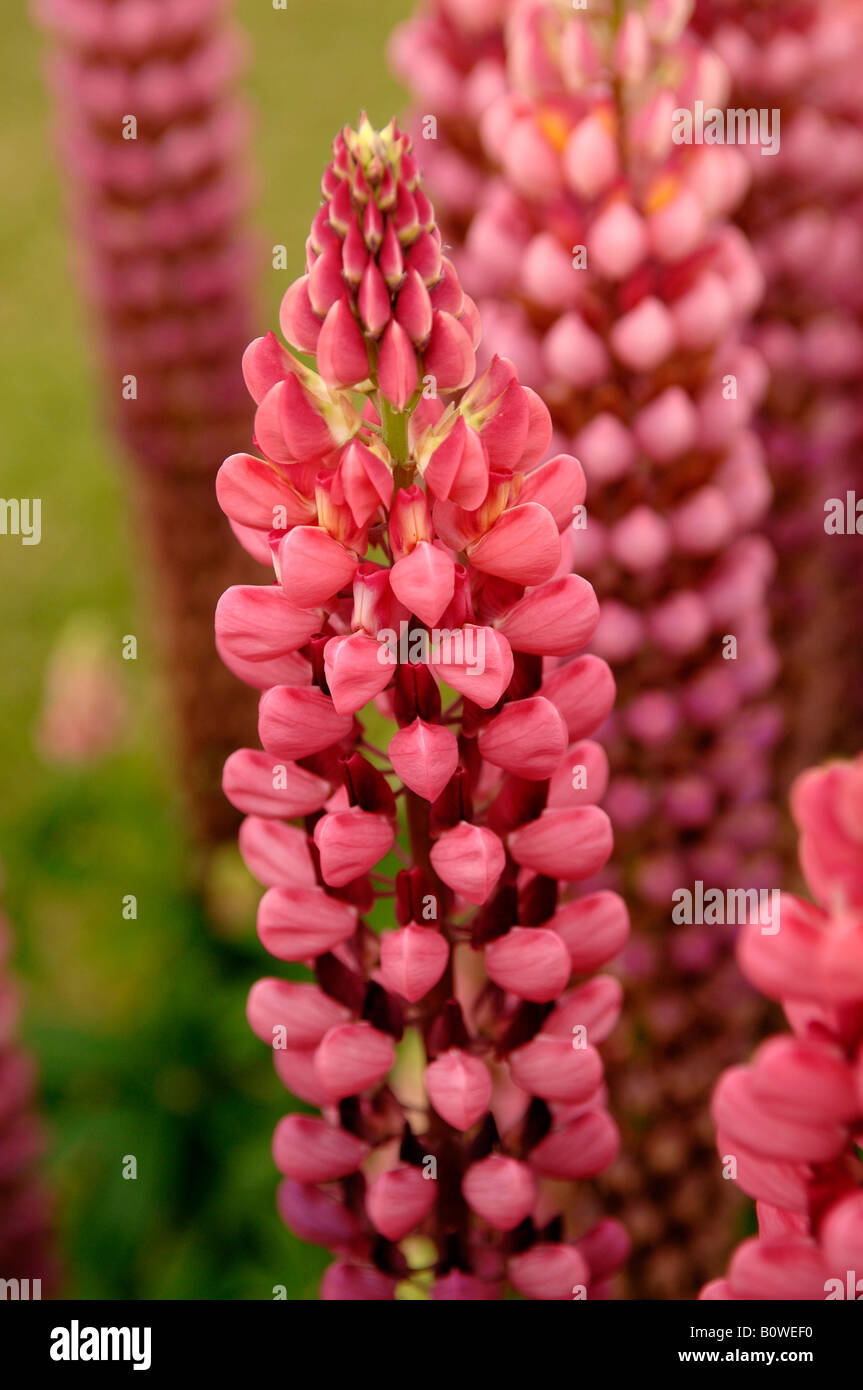 Los altramuces, lupino (Lupinus) flores Foto de stock