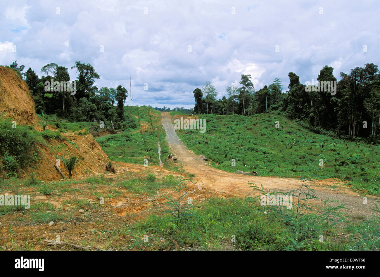 Los jóvenes de palma aceitera (Elaeis) plantación en la parte delantera de la selva, la destrucción de pluviselvas, Sabah, Borneo, en el sudeste de Asia Foto de stock