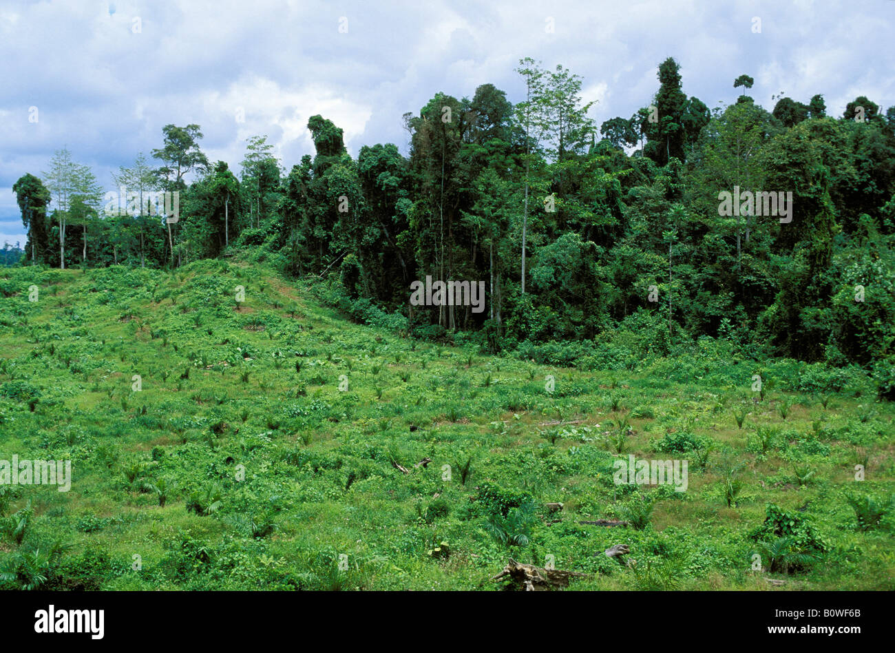 Los jóvenes de palma aceitera (Elaeis) delante de la selva, la destrucción de la selva, Sabah, Borneo, en el sudeste de Asia Foto de stock