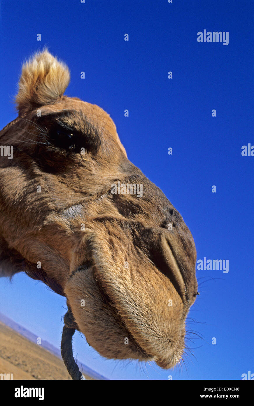 Un dromedario, jorobas de camello (Camelus dromedarius), Retrato Foto de stock