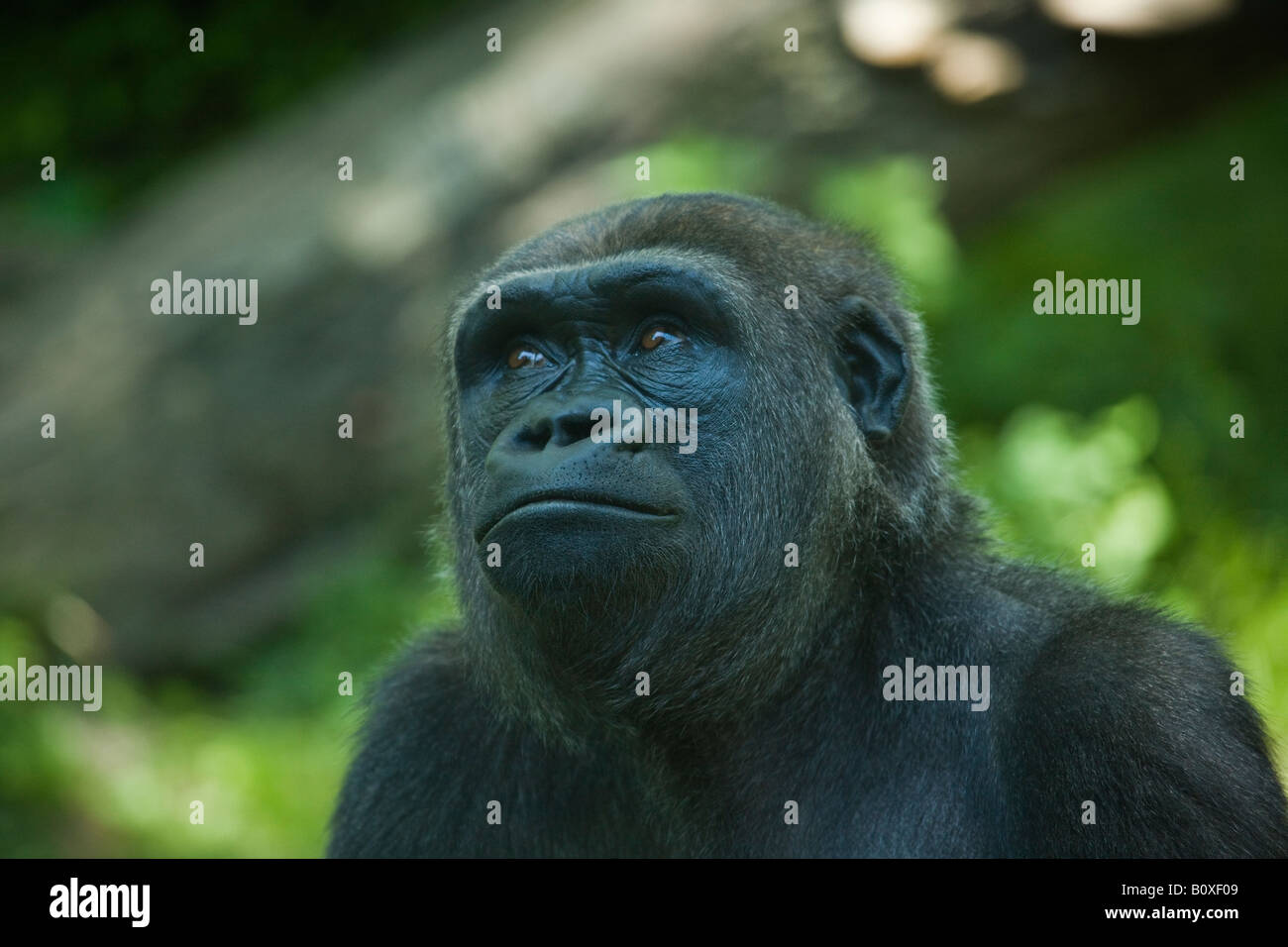 Retrato de un gorila de las tierras bajas en el Congo Gorilla Forest Bronx Zoo USA Foto de stock