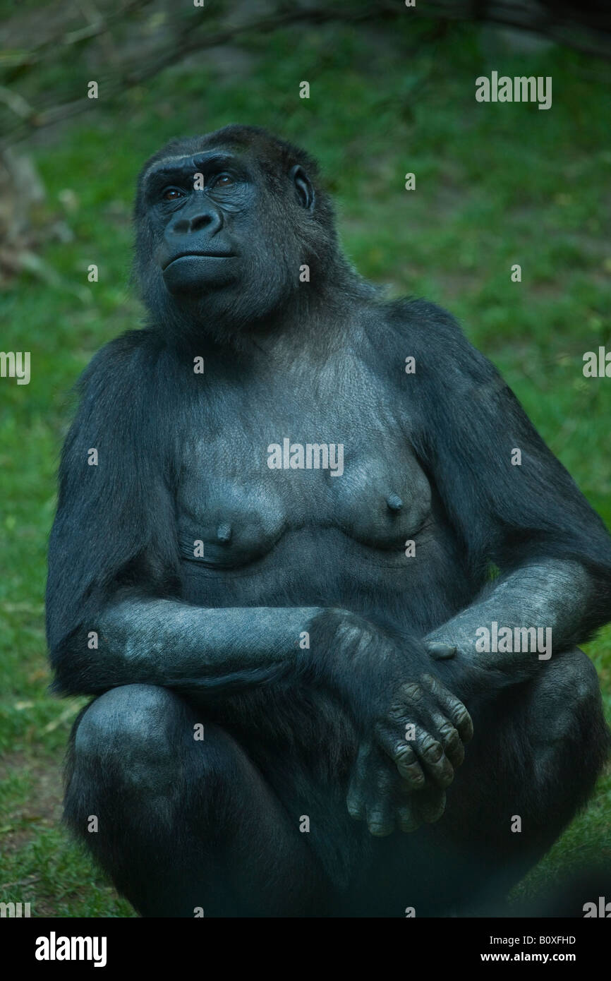 Un viejo gorila de las tierras bajas femenina se sitúa en el Congo Gorilla Forest exhibición en el Zoológico del Bronx Foto de stock