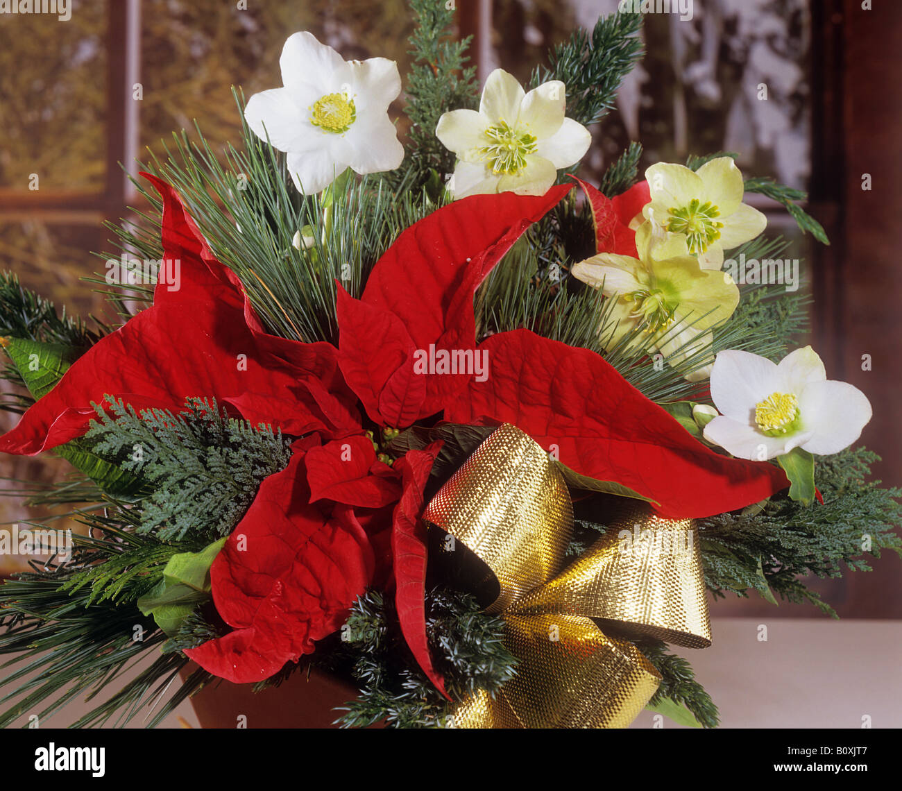 Bouquet de rosas: Navidad con flor de pascua Foto de stock