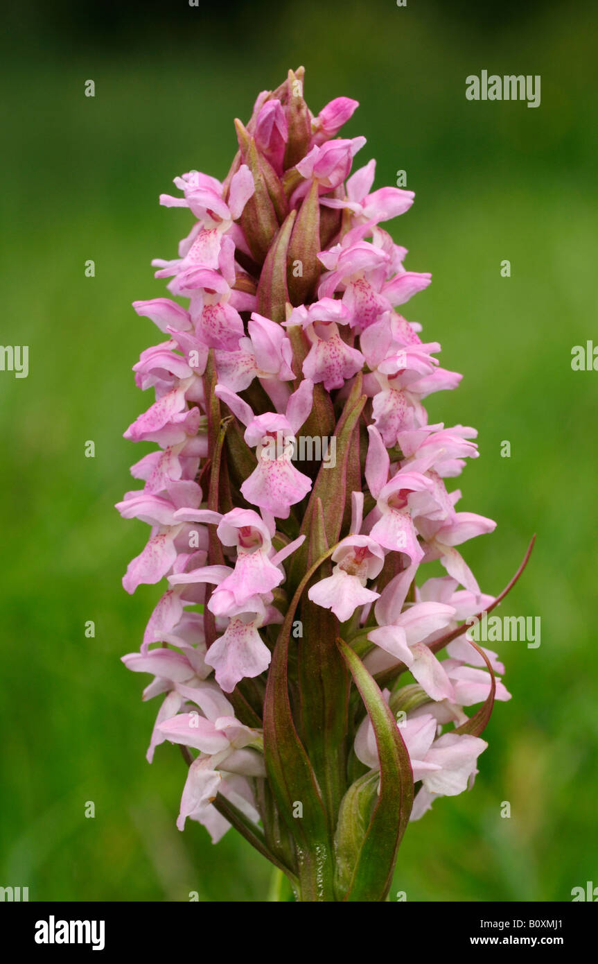 Principios Marsh Orchid Foto de stock