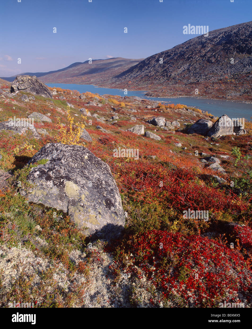 Cerca del Strynefjellsveg en Maradalen, Skjak, Oppland, Noruega. Colores de otoño en páramos Foto de stock