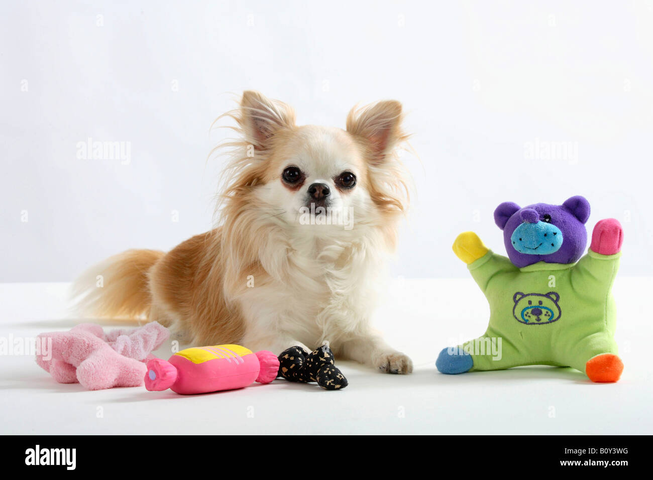 Chihuahua longhaired varios tipos de juguete Foto de stock