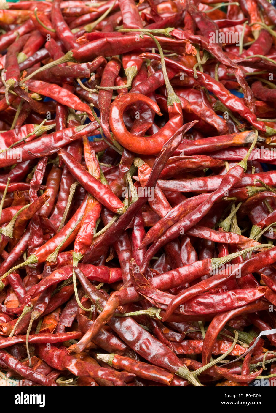 Chile Arbol pimiento rojo Fotografía de stock - Alamy