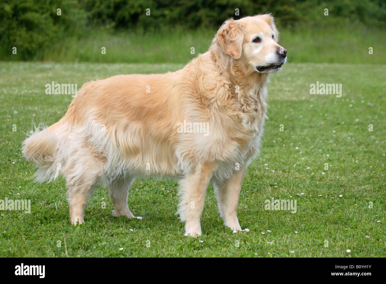 Golden Retriever Foto de stock