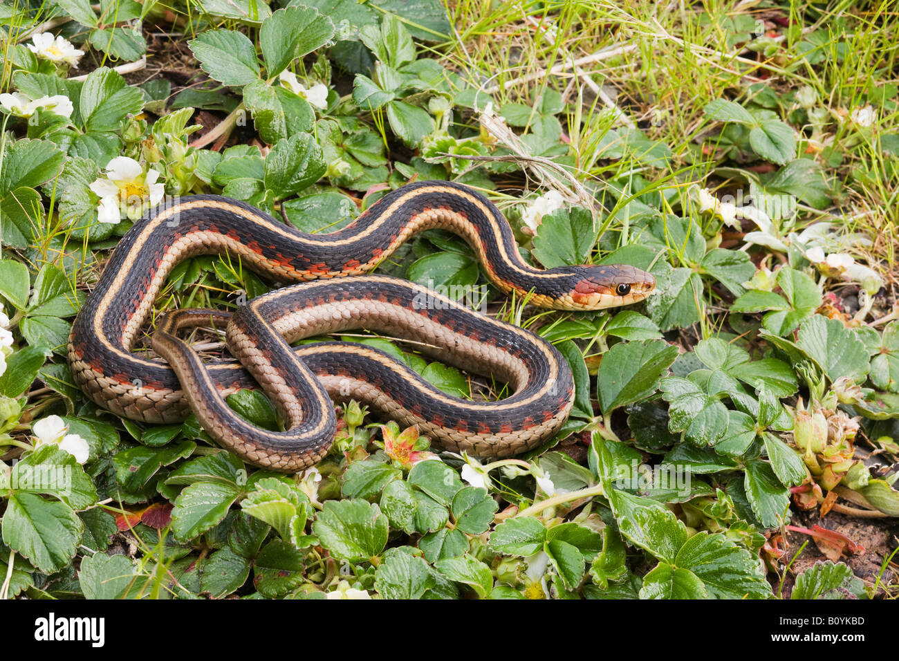 California cara roja Garter Snake Thamnophis sirtalis infernalis Estados Unidos del Norte de California Foto de stock
