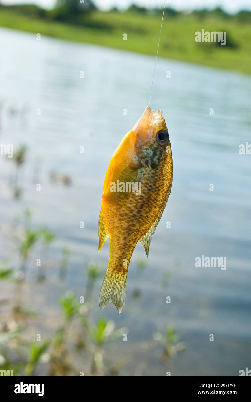 pez de oro Foto de stock