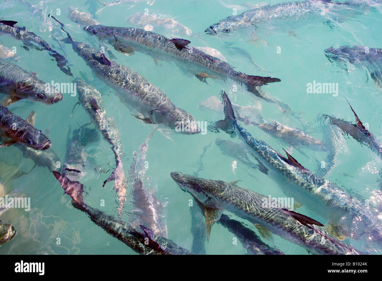 El Tarpon peces nadando en el agua Foto de stock